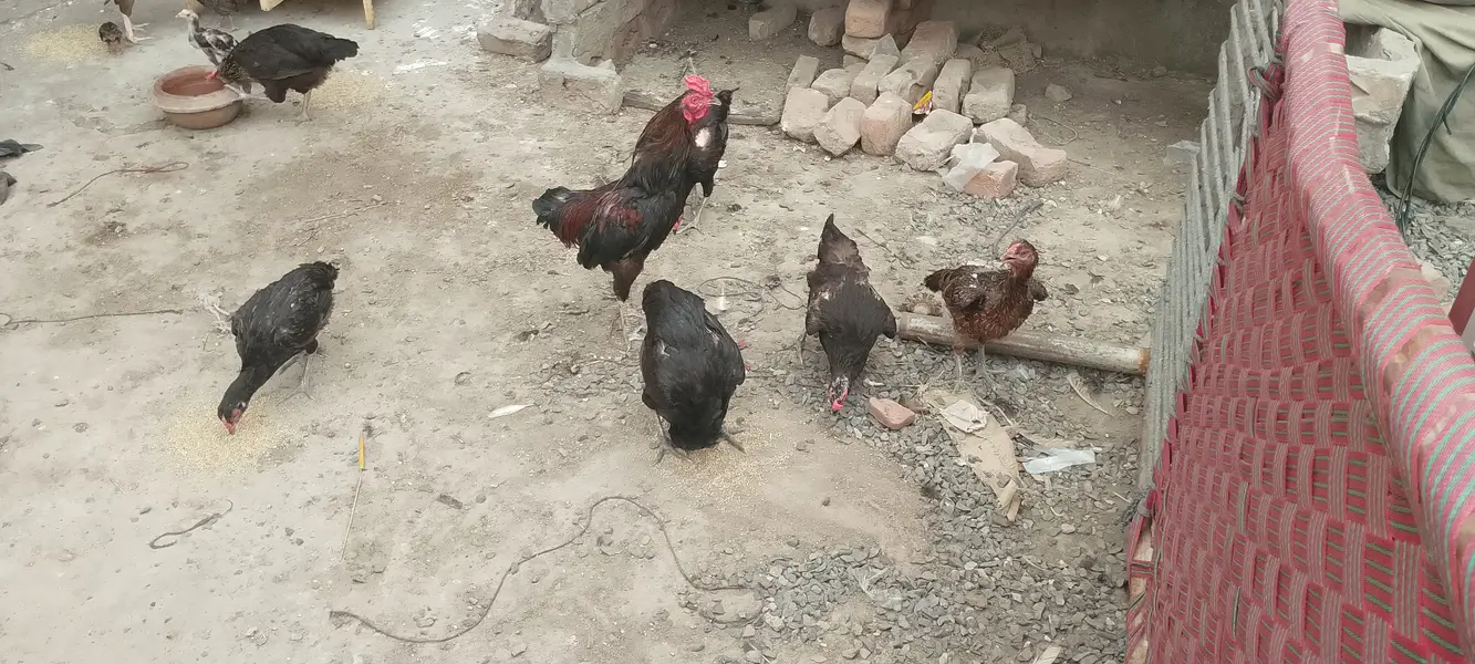 Dasi home chickens — photo 4