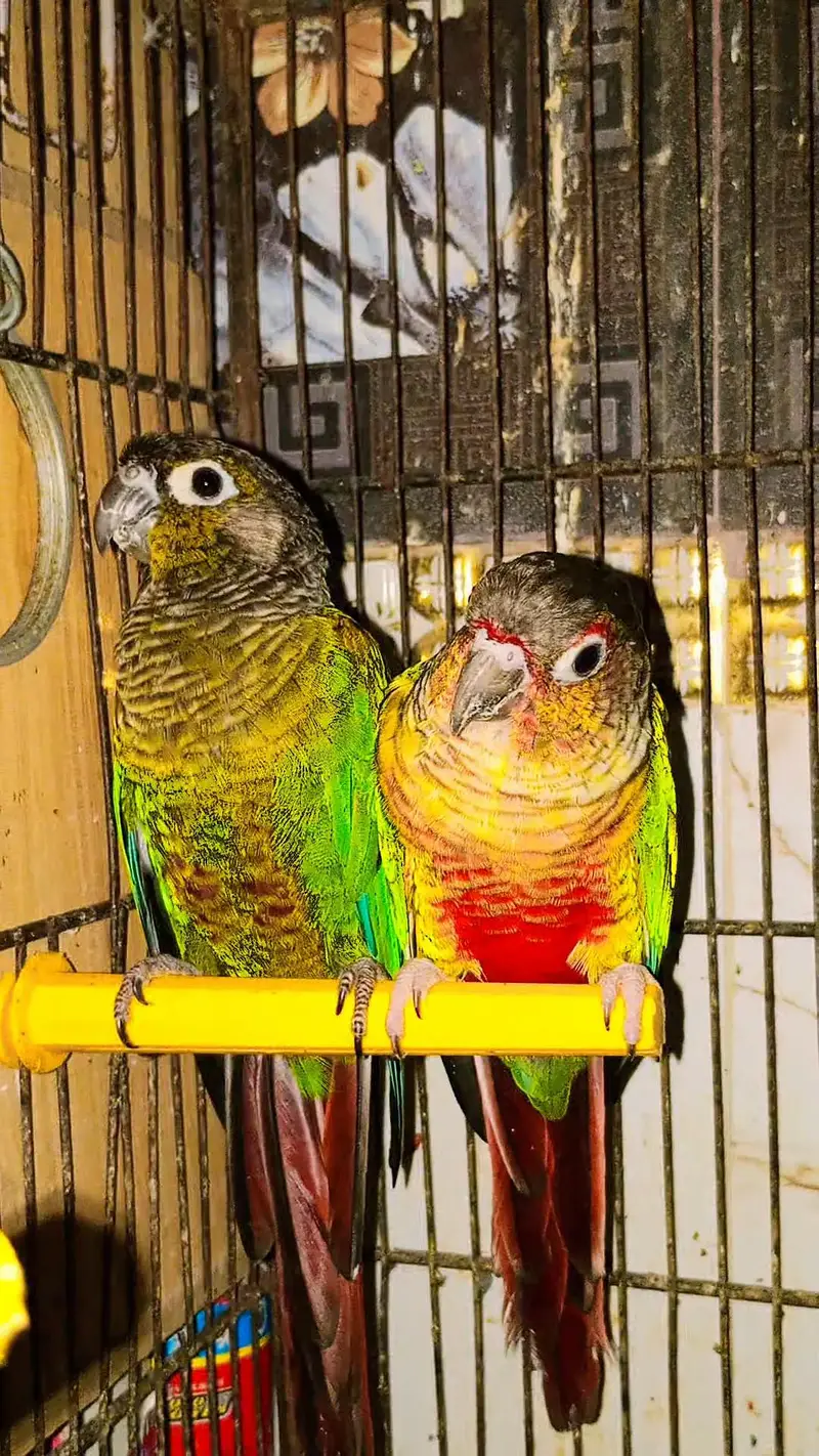 Yellow Sided × Green Cheeks Conure — photo 3