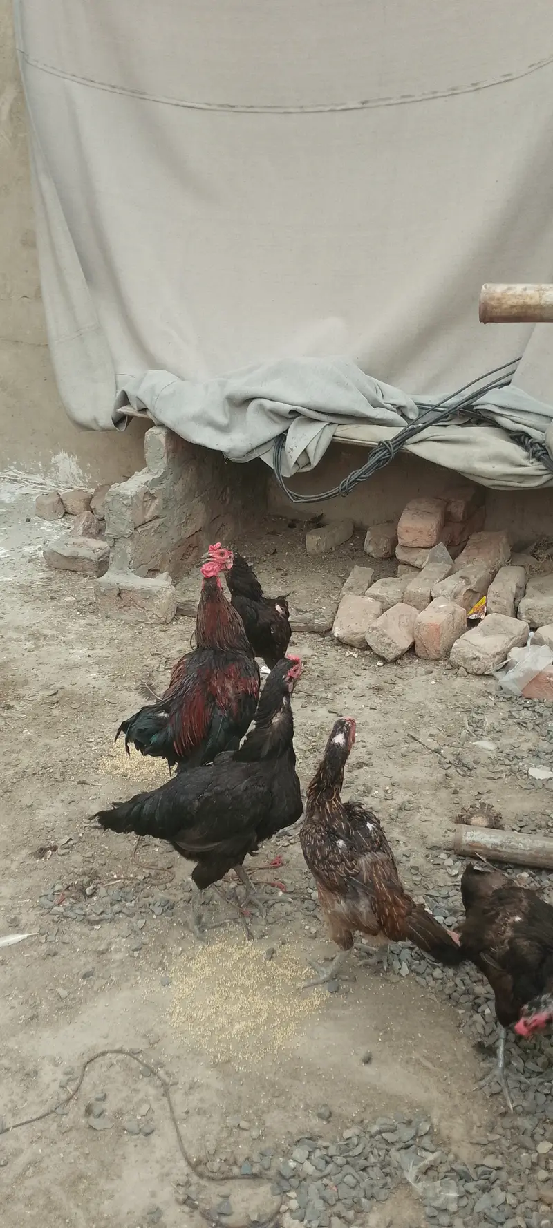 Dasi home chickens — photo 5