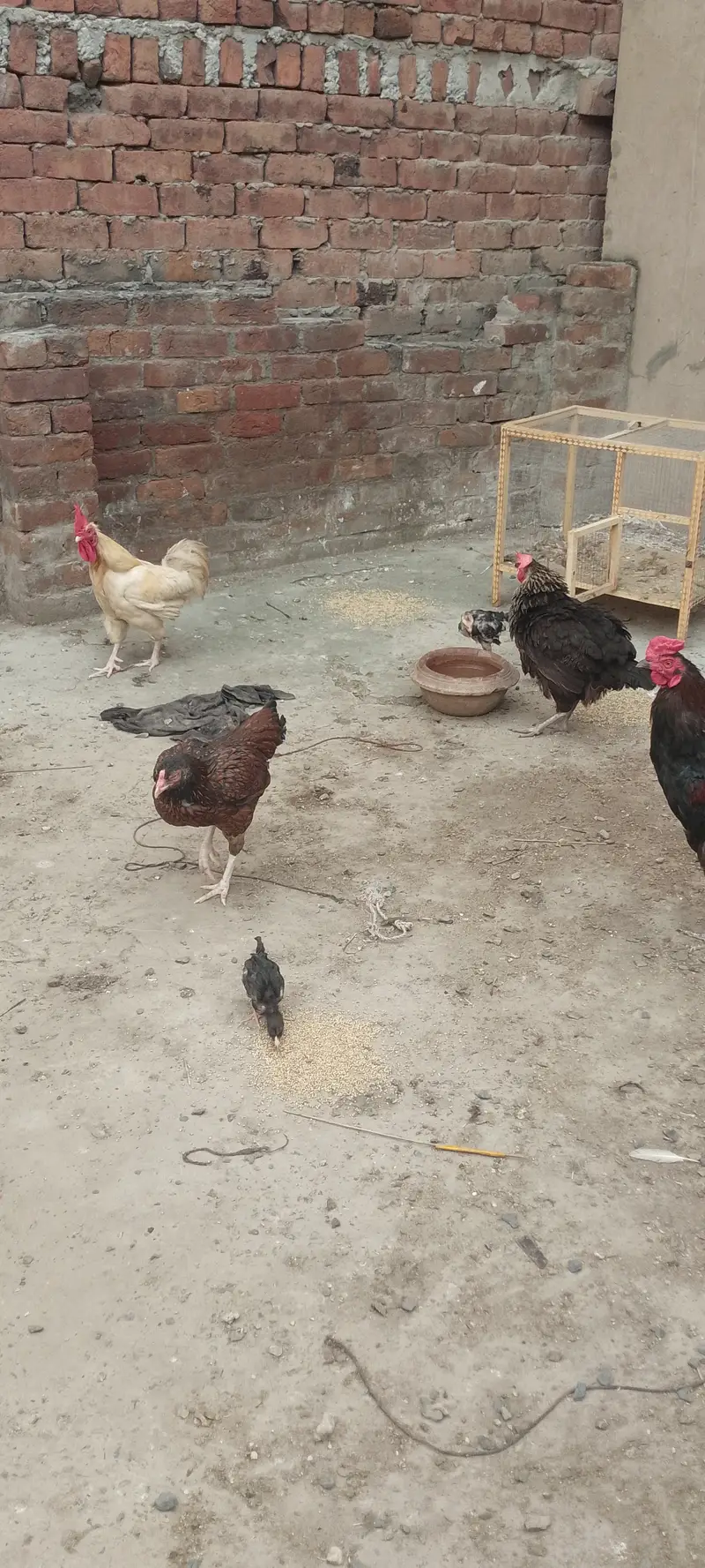 Dasi home chickens — photo 6
