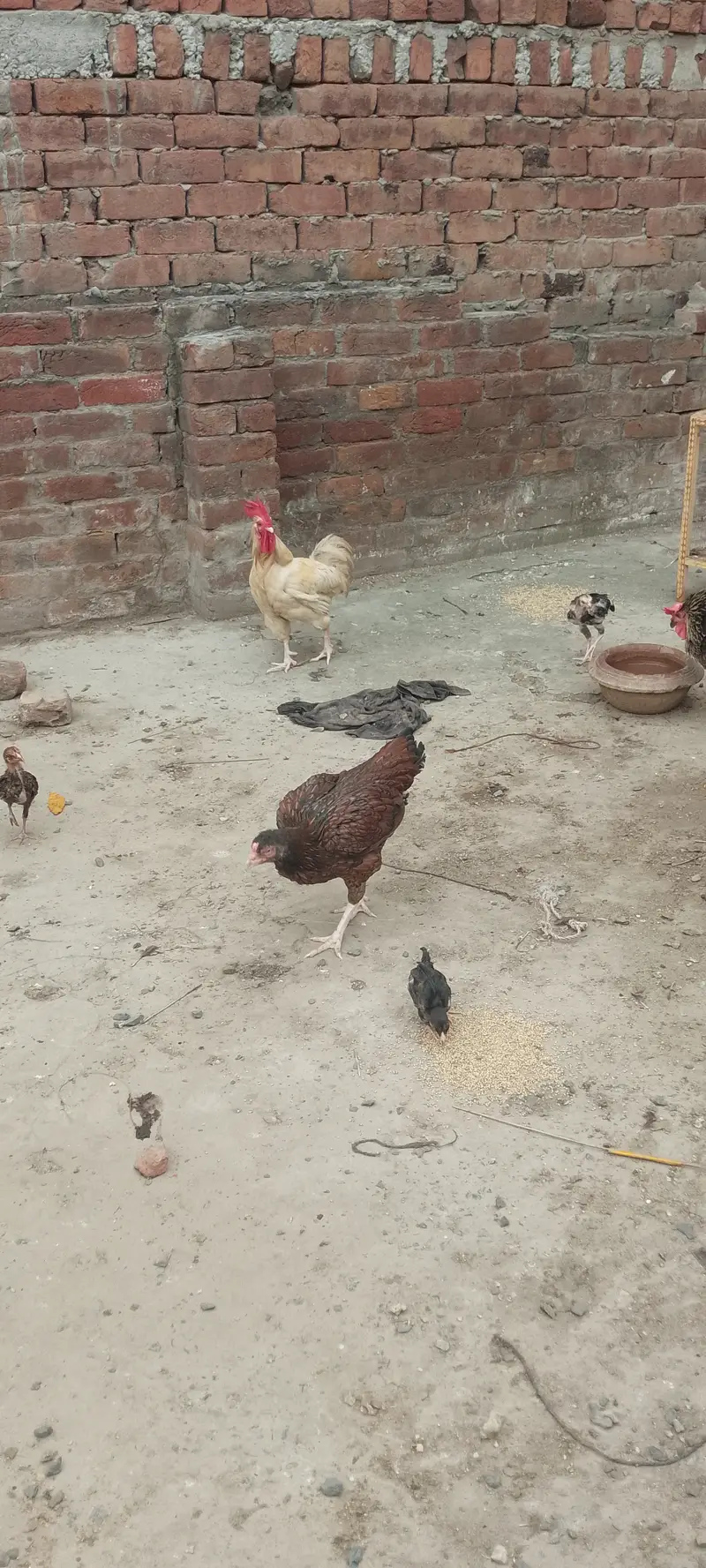 Dasi home chickens — photo 7