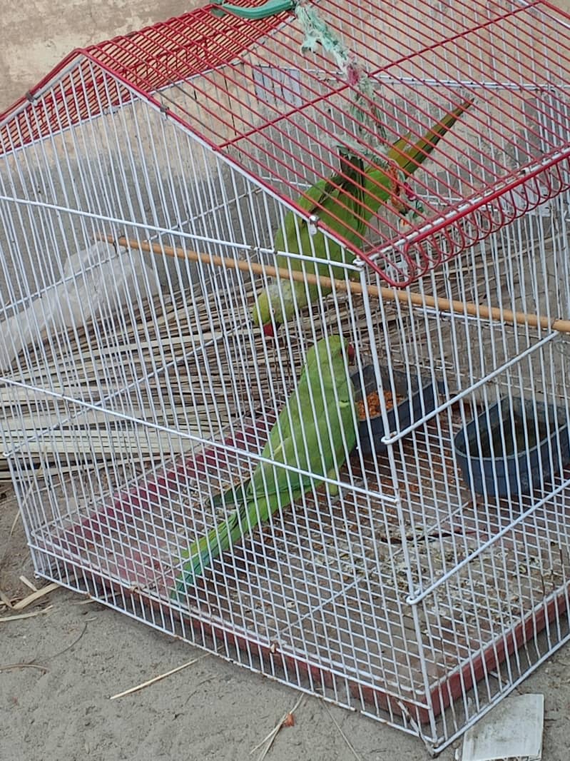 parrot 0