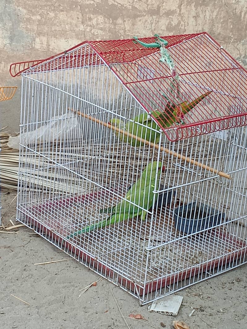parrot 1