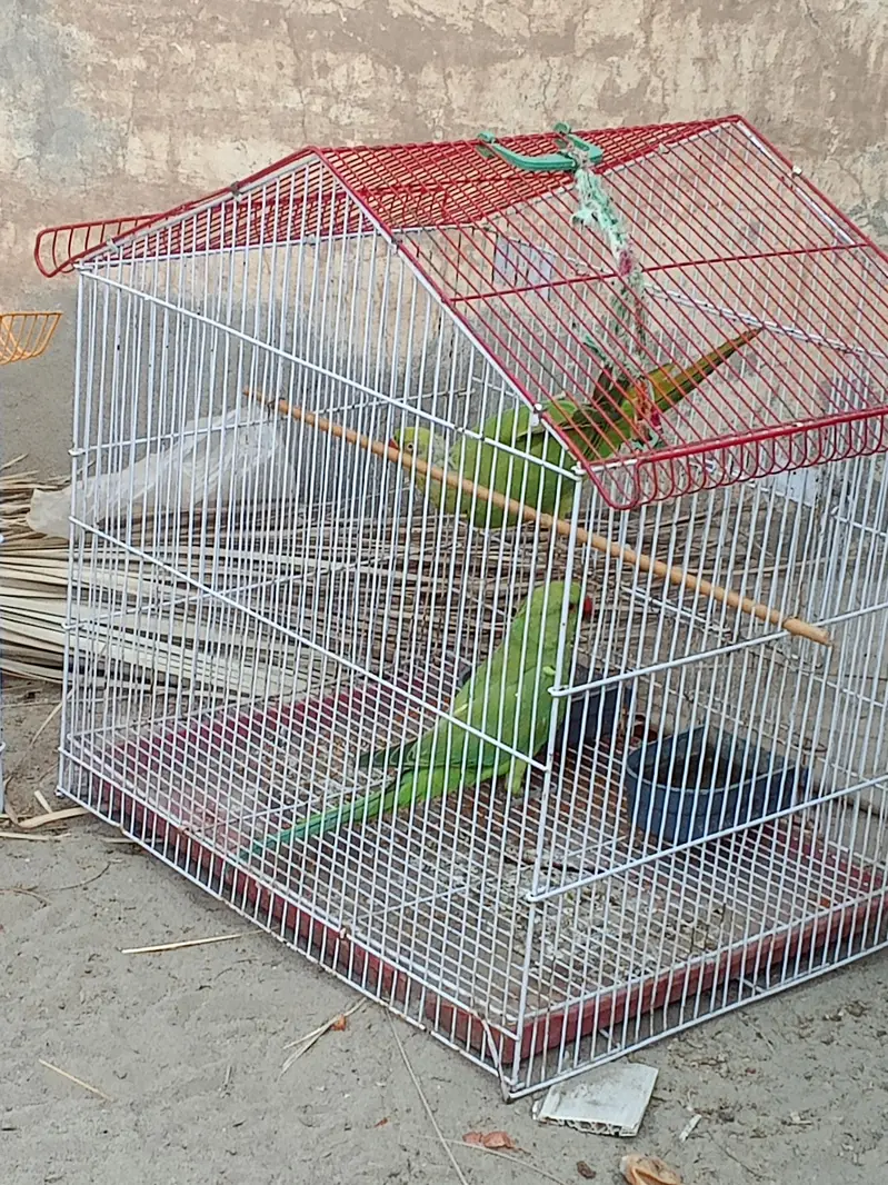 parrot — photo 2