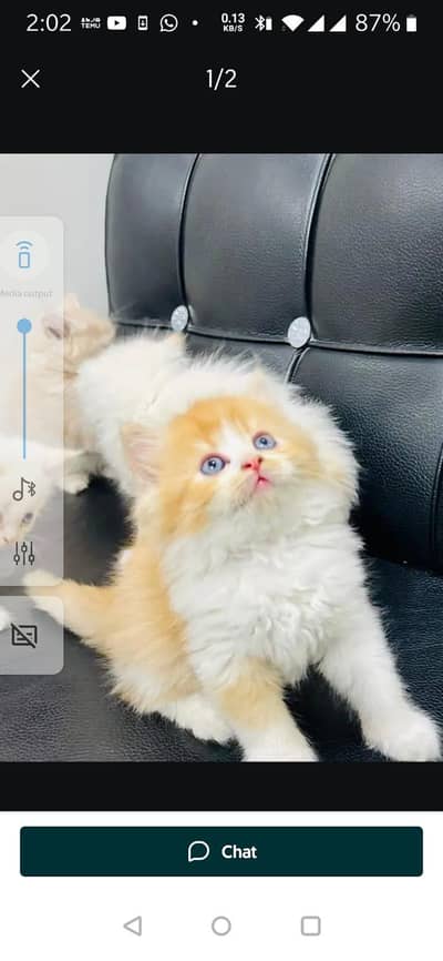 persian cat my WhatsApp number 0335*46*25*198*