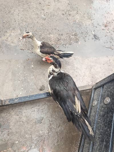 Muscovy Ducks Breeder