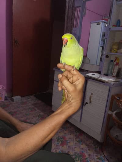 female toti