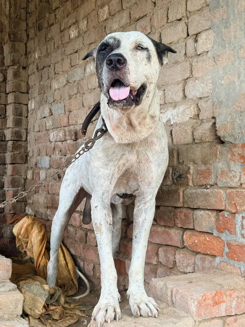 Pakistani bully — photo 2