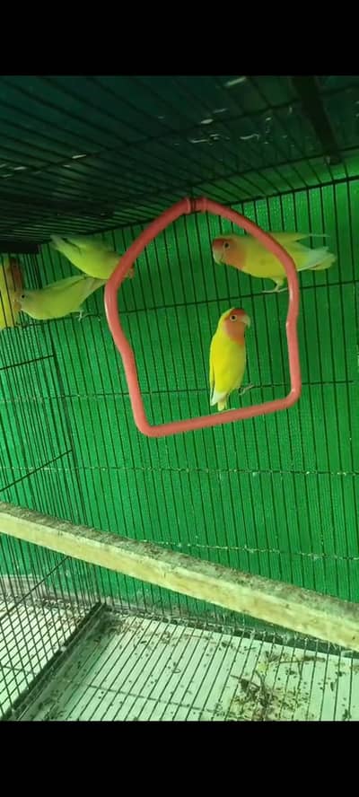 2 love bird pair
