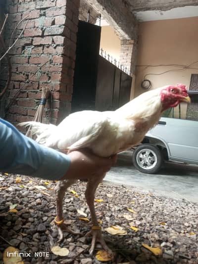 white murga hira