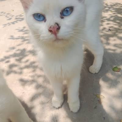 cats for sale