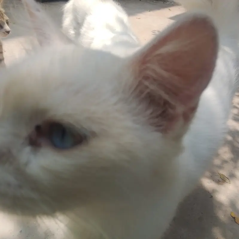 cats for sale — photo 2