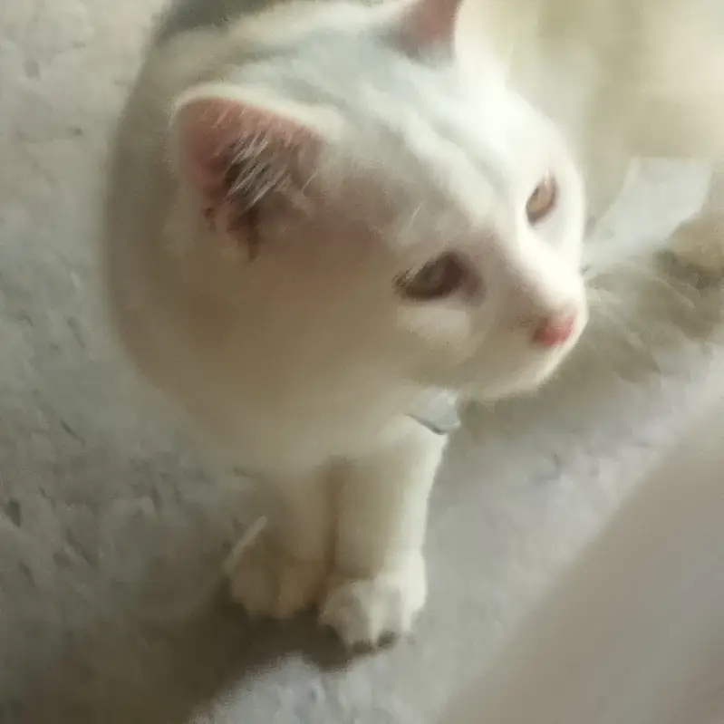 cats for sale — photo 4