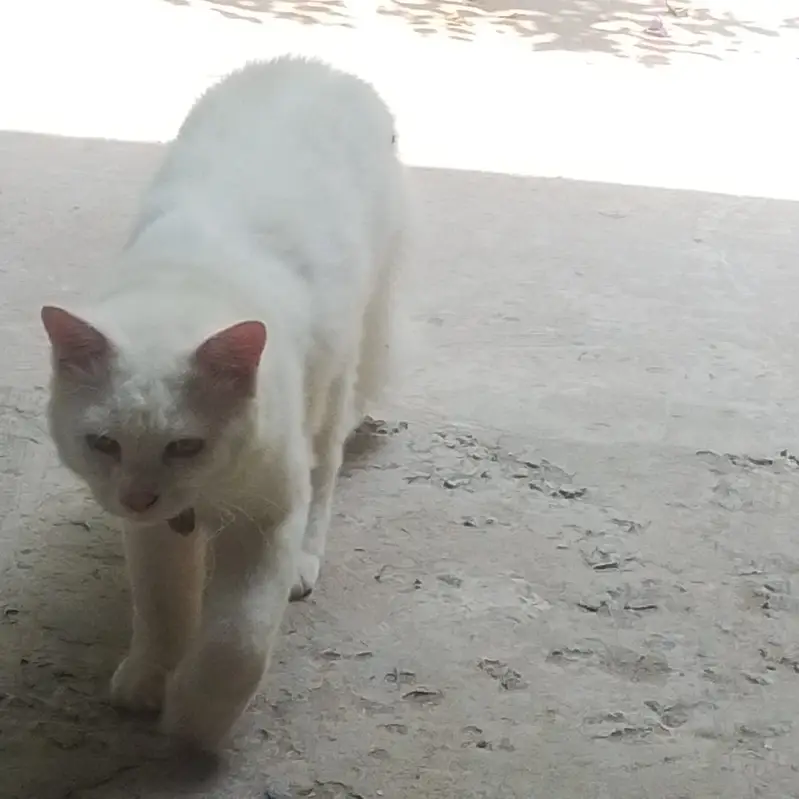 cats for sale — photo 6