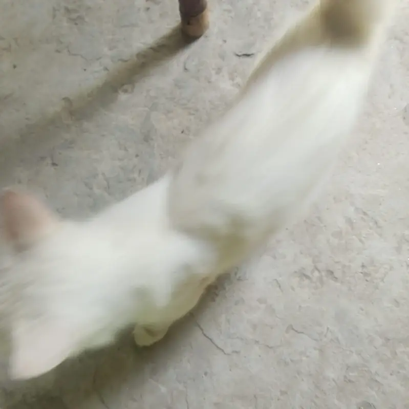 cats for sale — photo 7