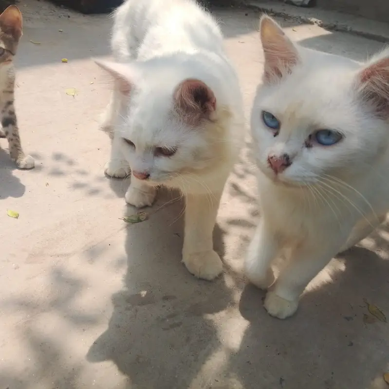 cats for sale — photo 9