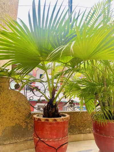 Chinese Fan Palm big size