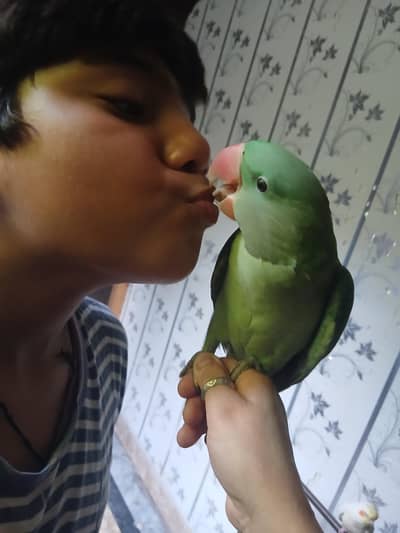 raw parrot pair