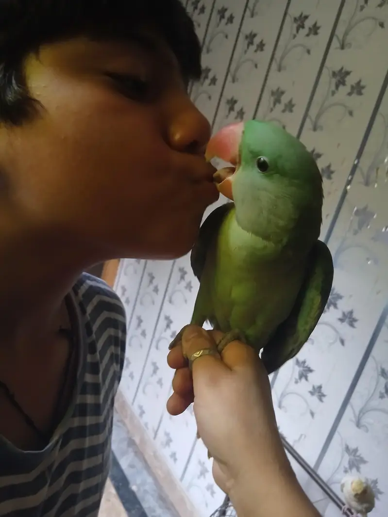 raw parrot pair — photo 2
