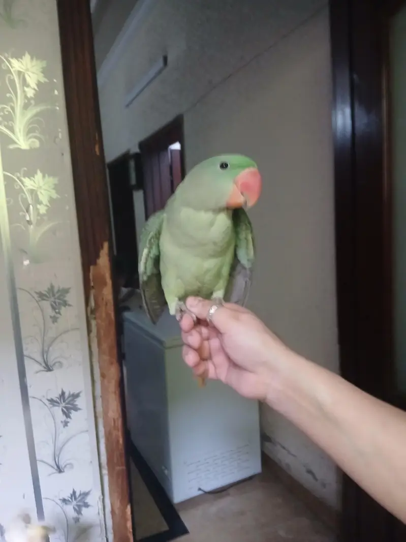 raw parrot pair — photo 3
