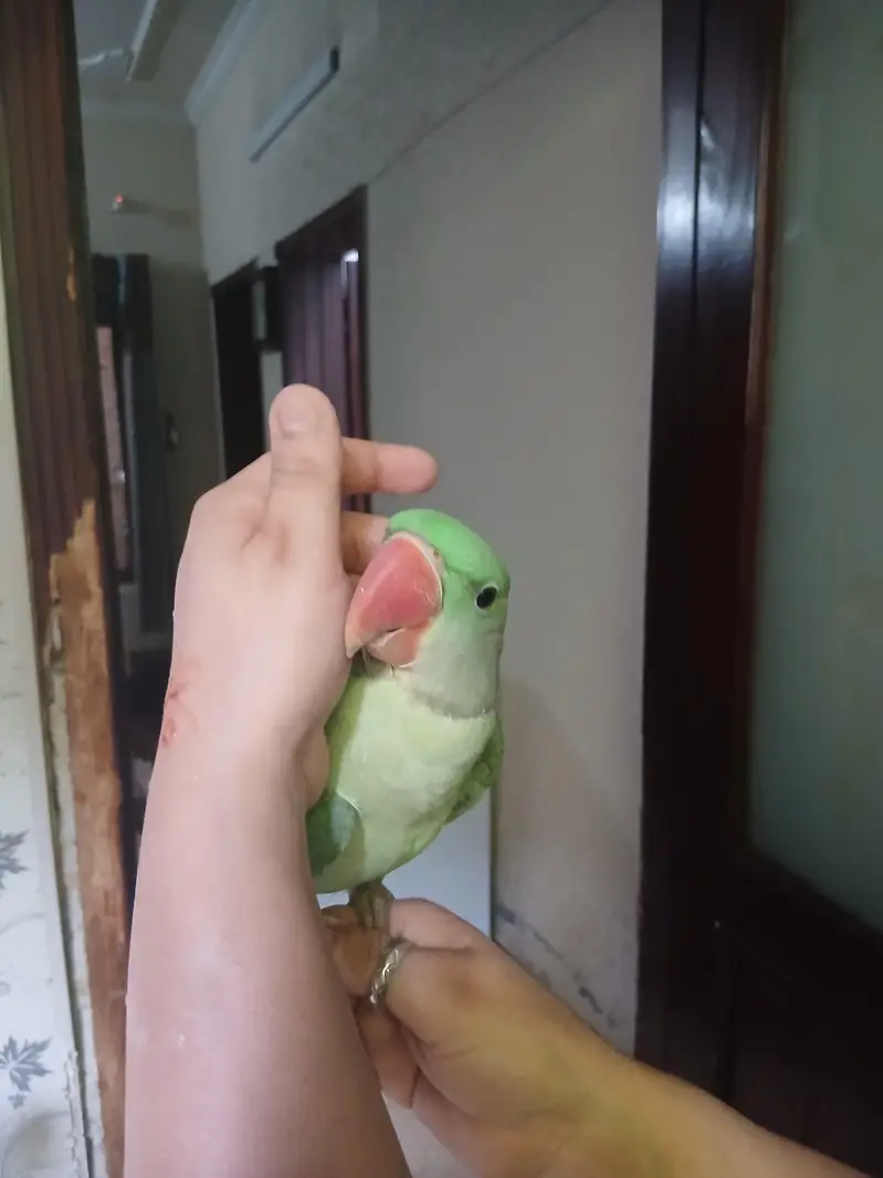 raw parrot pair — photo 4