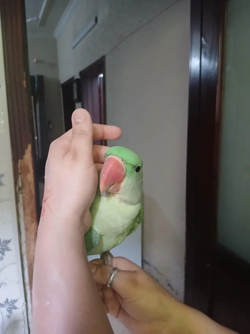 raw parrot pair — photo 5