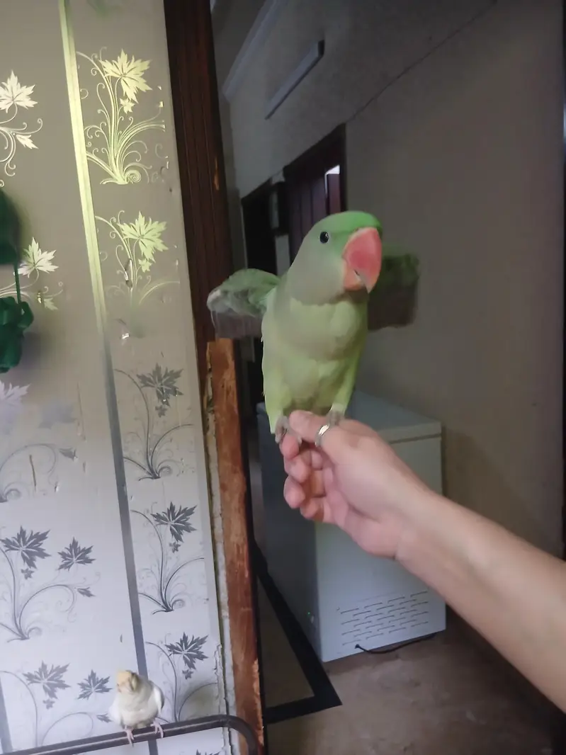 raw parrot pair — photo 6