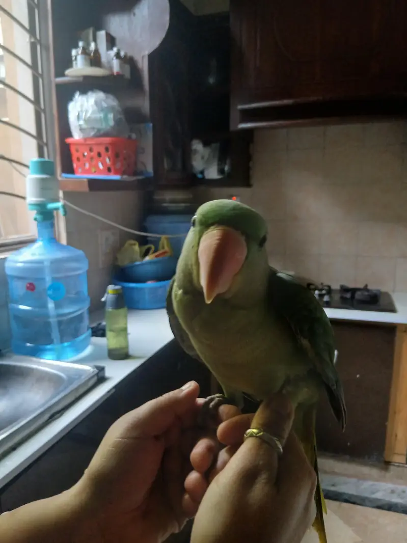 raw parrot pair — photo 7