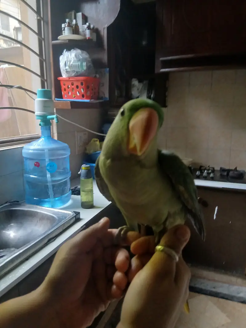 raw parrot pair — photo 8