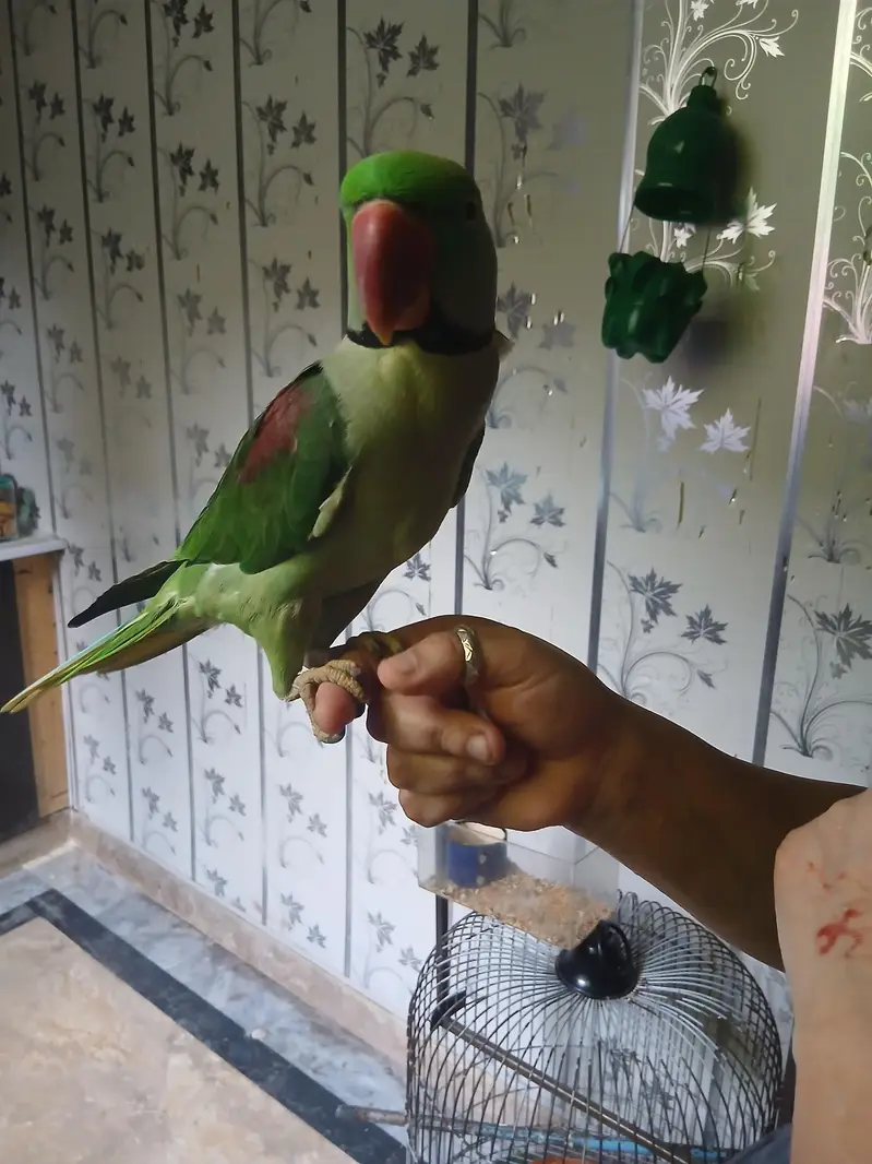 raw parrot pair — photo 9