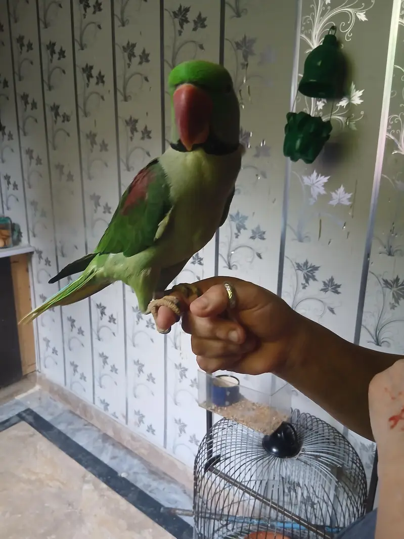 raw parrot pair — photo 10