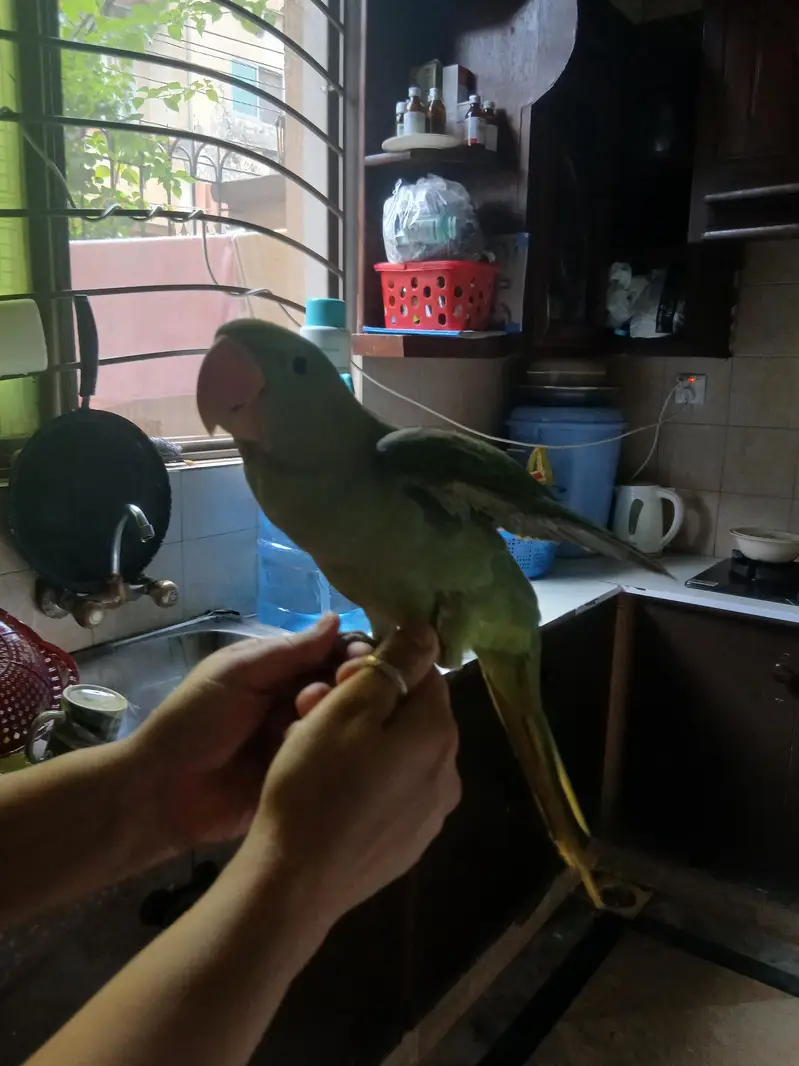 raw parrot pair — photo 11