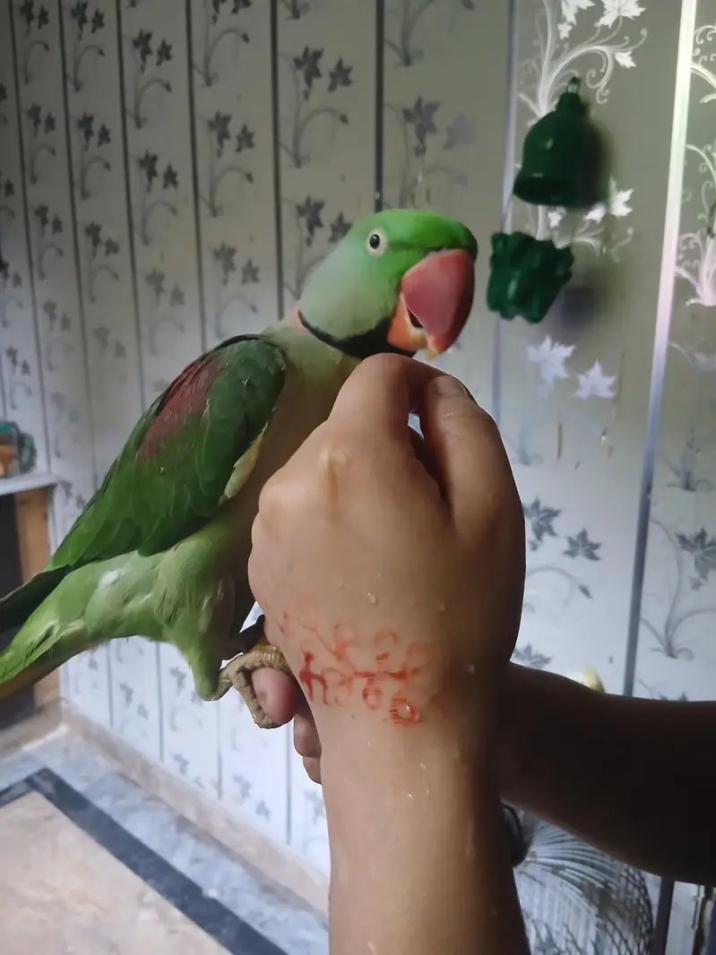raw parrot pair — photo 12
