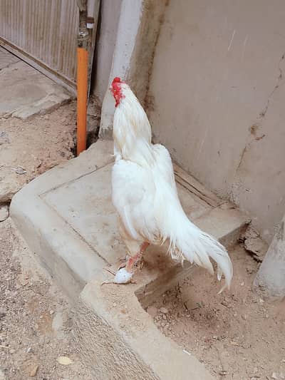 heera cock