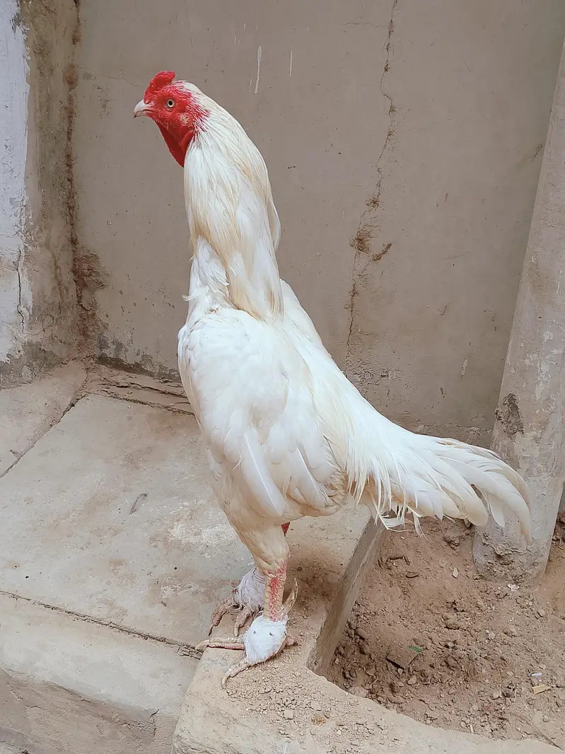 heera cock — photo 2