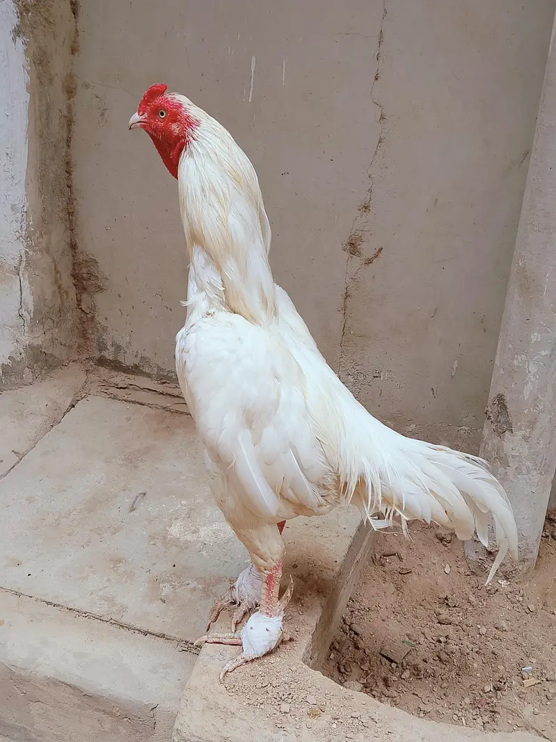 heera cock — photo 3