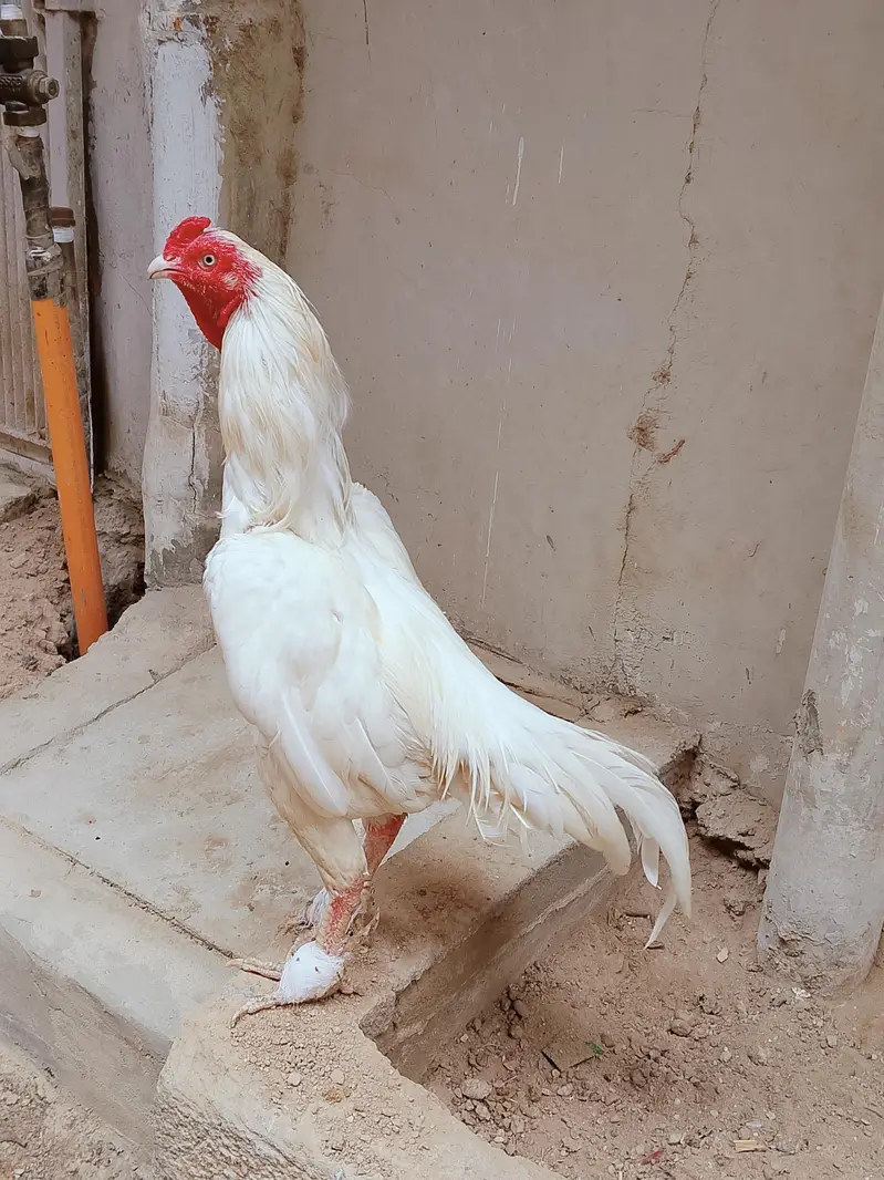 heera cock — photo 4