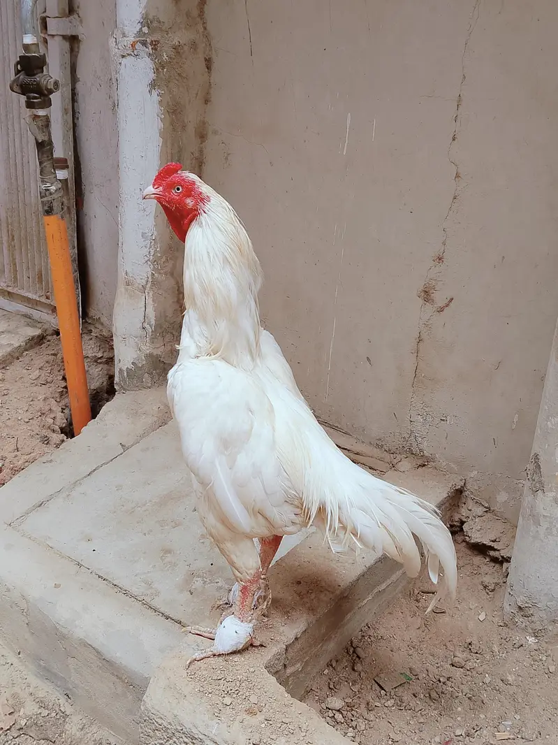 heera cock — photo 5