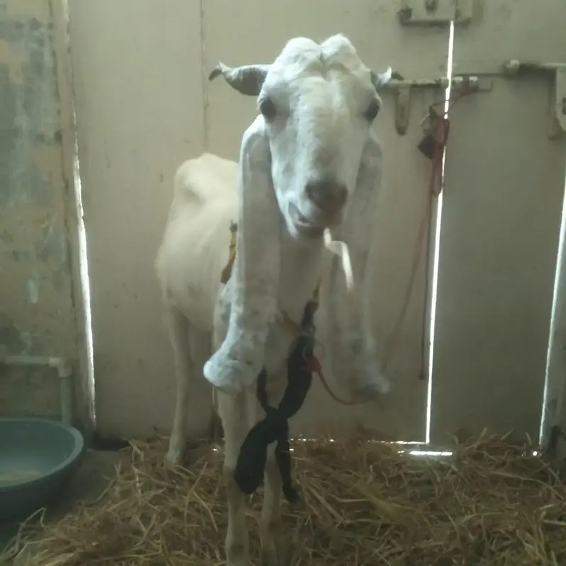 4 dant path 3 sai 4 months gaban 33 inch height — photo 4