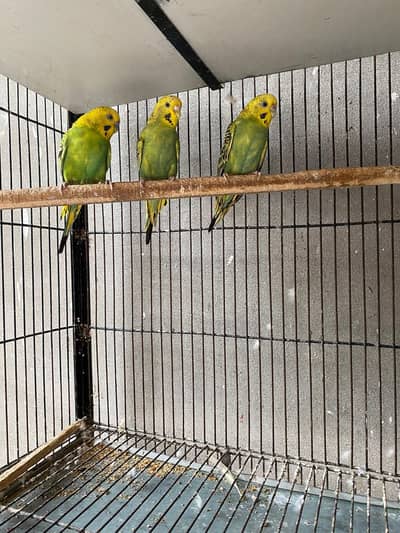 Budgies for sale.