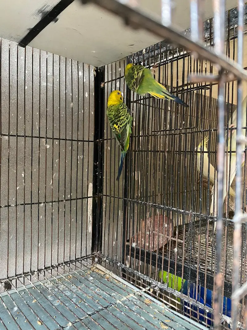 Budgies for sale. — photo 2