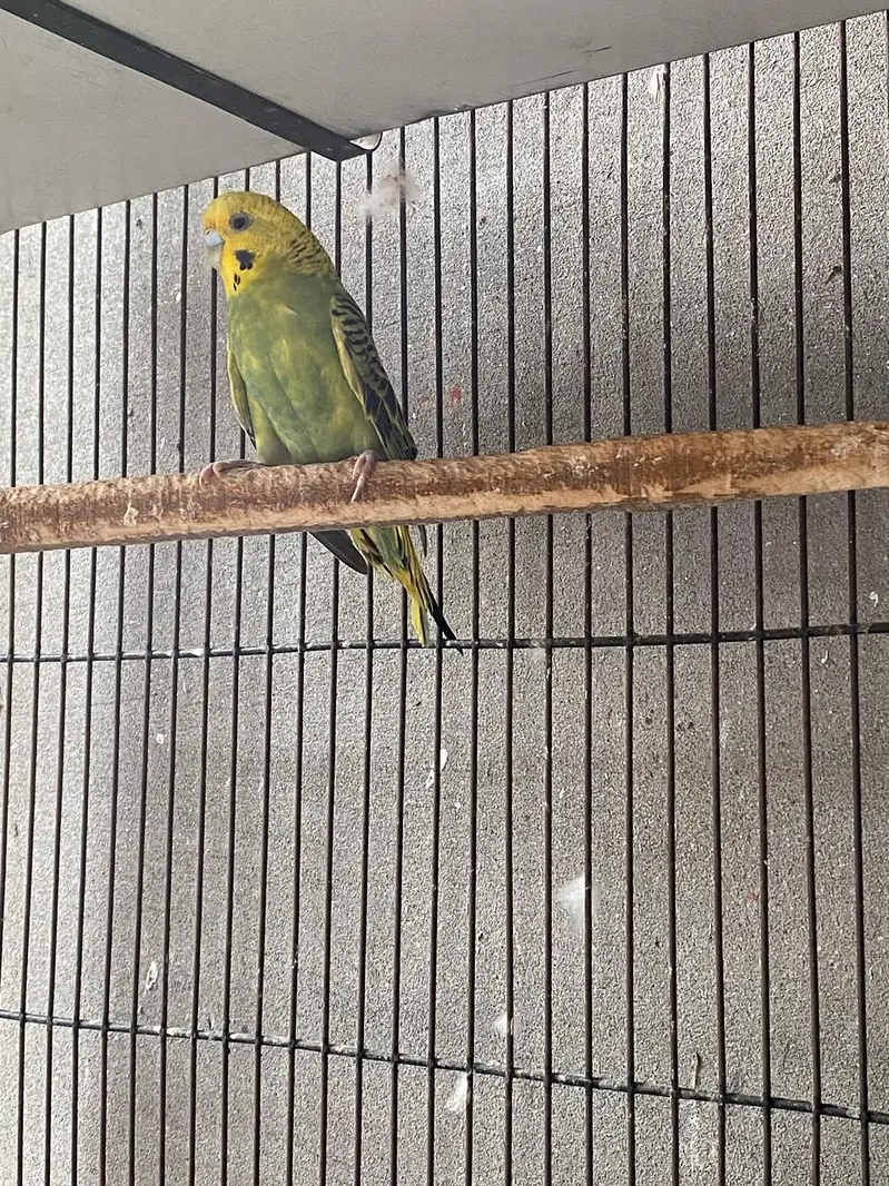 Budgies for sale. — photo 3