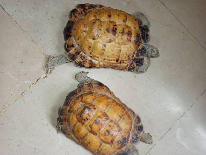 Russian Tortoise 0