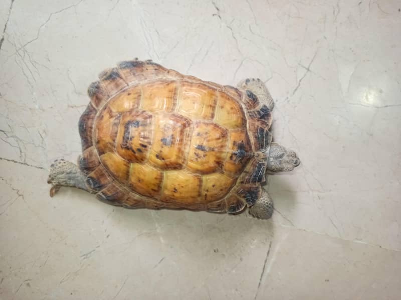 Russian Tortoise 1