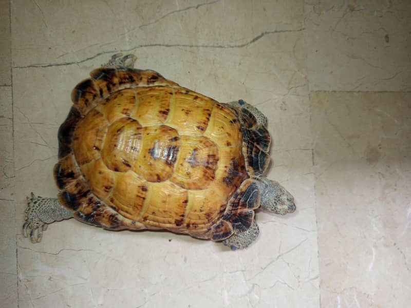 Russian Tortoise 2