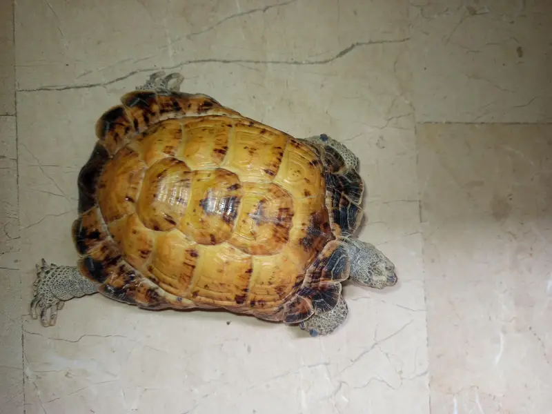 Russian Tortoise — photo 3