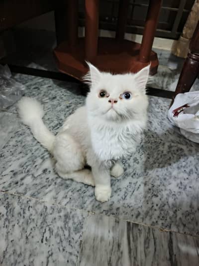 6 months old white Odd eyes persian kitten for sale