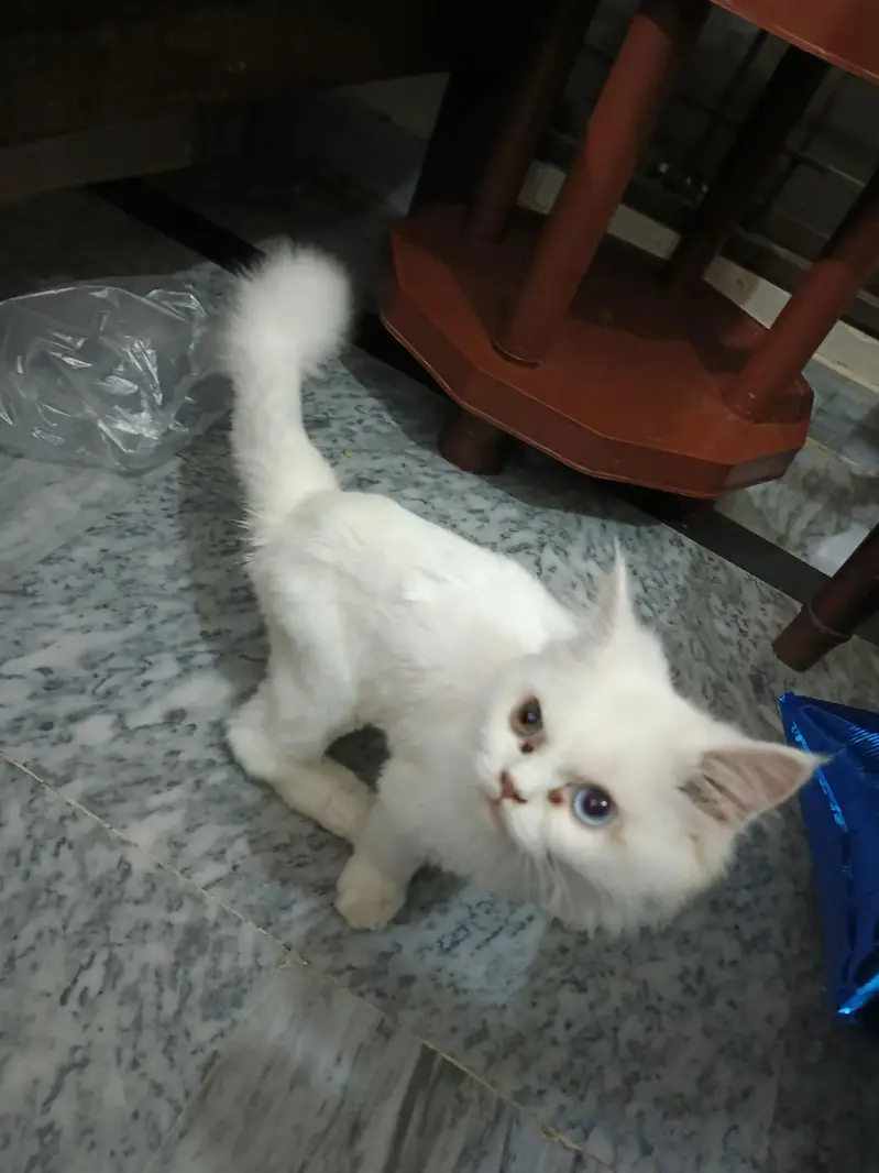 6 months old white Odd eyes persian kitten for sale — photo 2