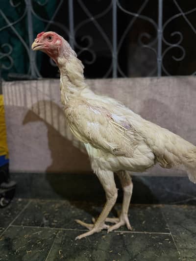White German oh shamo breeder female 