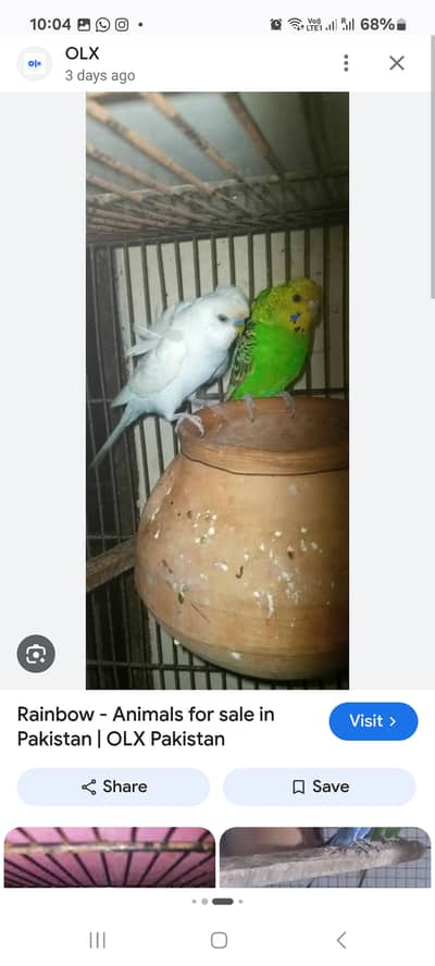 Asterlien parrot , 2 years ,breaded pair